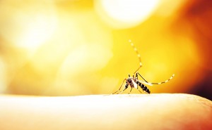 Mosquito Sucking Blood